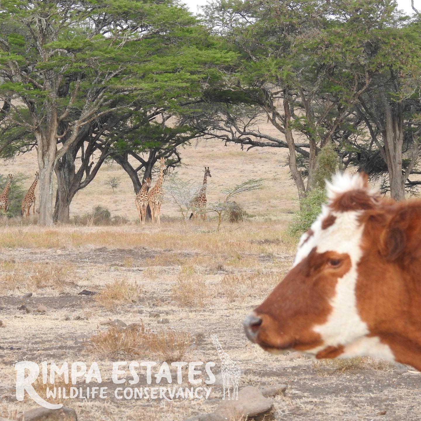 Don’t mind me. 🦒🦒🦒🐮

#kenyafarm #wildlifeconservation #nairobi #campinginkenya #giraffes #cows #kenya