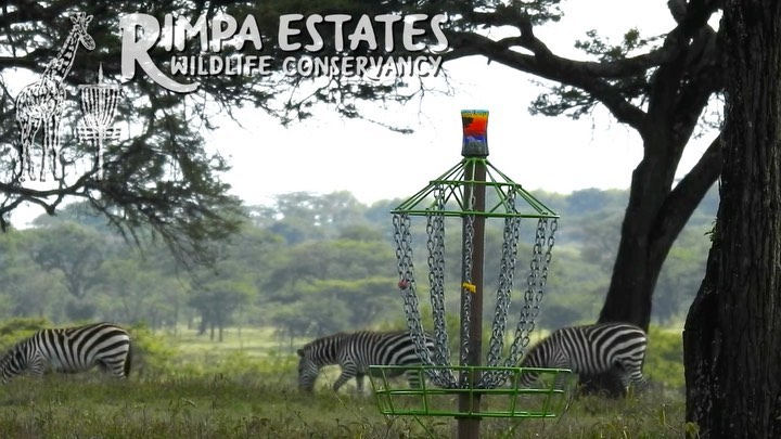 A peaceful moment while playing disc golf. 

#zebra #wildlifeconservation #discgolf #discgolfkenya #discgolfsafari #nairobisports #campinginkenya #nairobidaytrip