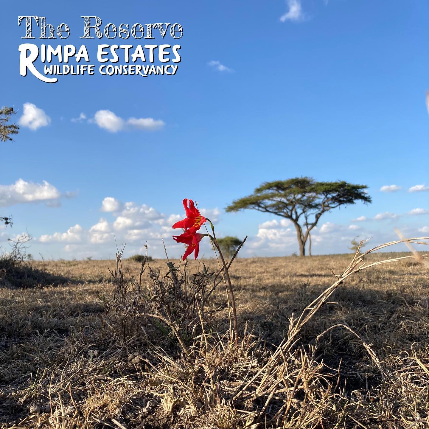 Even little things can inspire awe.
🌺
#naturenerd #onewithnature #wildlifeconservation #kenyagamedrive  #flowers #kenyawildlife #wildlifekenya #thereserve #rimpaestates