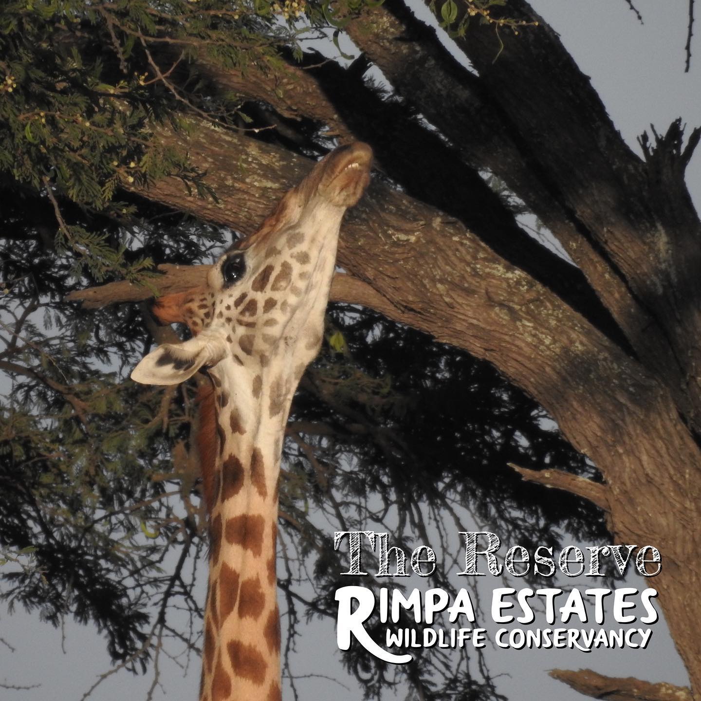 Happy World Giraffe Day from our happy giraffes to you!

#worldgiraffeday #giraffes #kenya #kenyawildlife