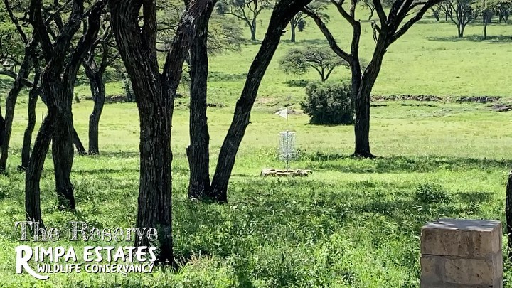 A common sight at The Reserve 🦓

Call us to schedule your next picnic or camping trip, only 30-45 minutes outside of Nairobi. 0712657998

#campinginkenya #kenya #nairobi #gamedrive #hiking #giraffes #zebra #discgolfkenya #discgolf